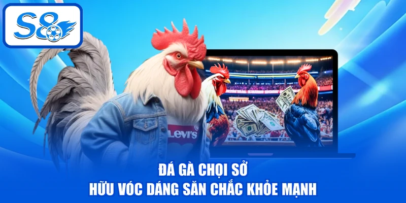 Đá gà chọi sở hữu vóc dáng săn chắc khỏe mạnh
