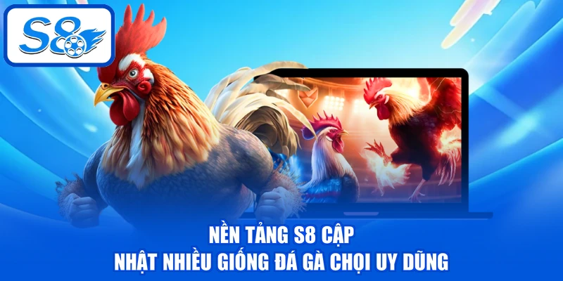 Nền tảng S8 cập nhật nhiều giống đá gà chọi uy dũng